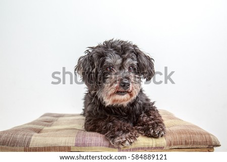 Black Shisu dog on withe background
