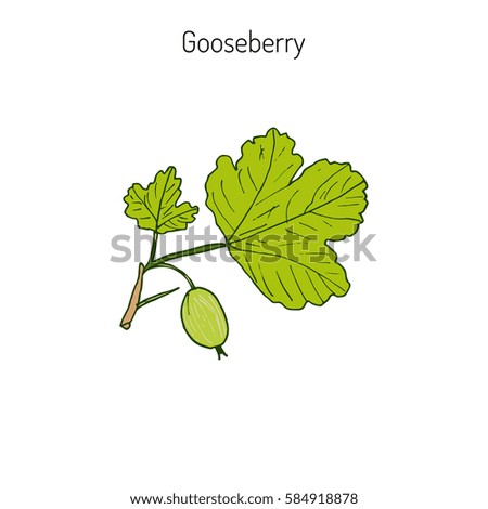Hand drawn green gooseberry branch