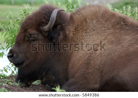 Picture of a big Bison while he's sleeping