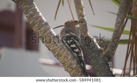 Funny bird hoopoe (Lat. Upupa epops) with a crest  and stripes like a zebra sitting on the tree, Fuerteventura, Spain.