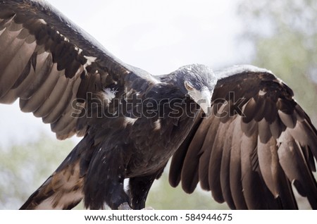 this is a close up of a wedge tailed eagle with it wings spread
