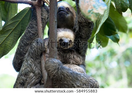 Mother and Baby of Sloth