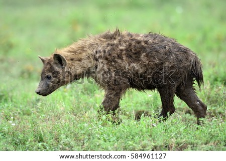 Hyena in african natural park with green background