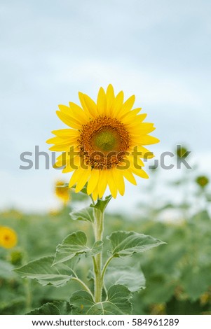 Sunflowers are native plants of Central America.