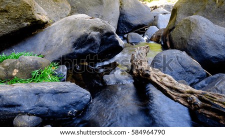 death piece of wood in mountains river, Khao sok  Nature Park,Southern Thailand