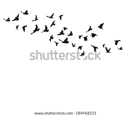 vector isolated silhouette of a bird flying
