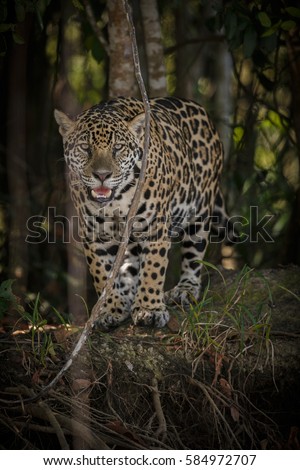 American jaguar female in the darkness of a brazilian jungle, panthera onca, wild brasil, brasilian wildlife, pantanal, green jungle, big cats, dark background, low key