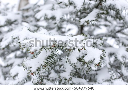 tree branch in the snow