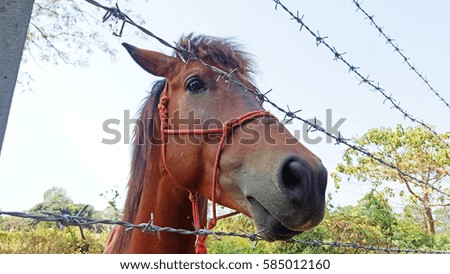 Horse On Yard Behind Barb