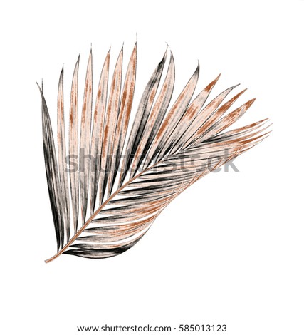leaf of palm tree isolated on white background