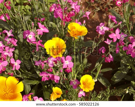 Beautiful flower blooming in garden attracting human as well as other creature