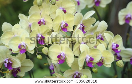 Phalaenopsis orchids flowers bloom in spring adorn the beauty of nature