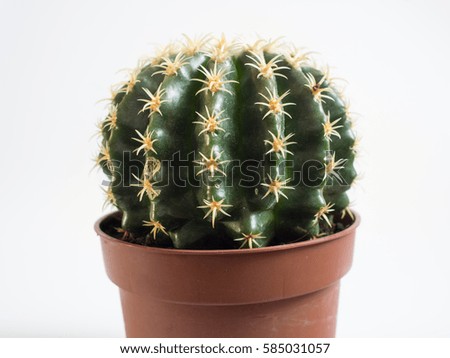 round cactus in a pot