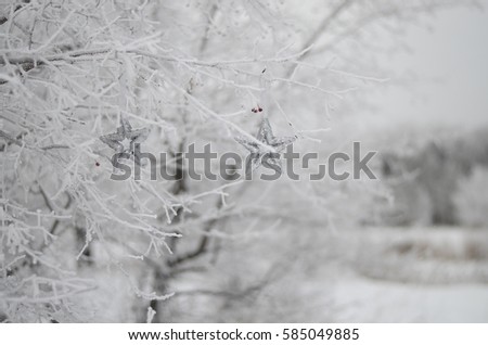 Christmas or new year concept background. Silver star on the tree in winter.