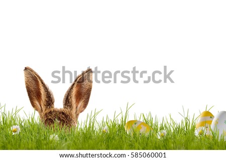Easter bunny hiding in meadow with easter eggs, isolated on white background Royalty-Free Stock Photo #585060001