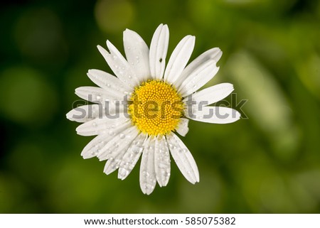 Beautiful floral background, gentle white chamomile flower with dew drops on petals, greeting card for 8 march womans day divination concept
