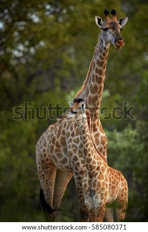 South African giraffe, Giraffa giraffa, vertical portrait of young giraffe staring directly at camera with mother behind. Kapama, Kruger area, South Africa.