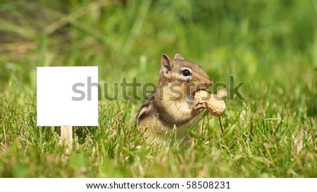 Closeup image of a cute chipmunk in the grass with a peanut and a blank sign for your text.