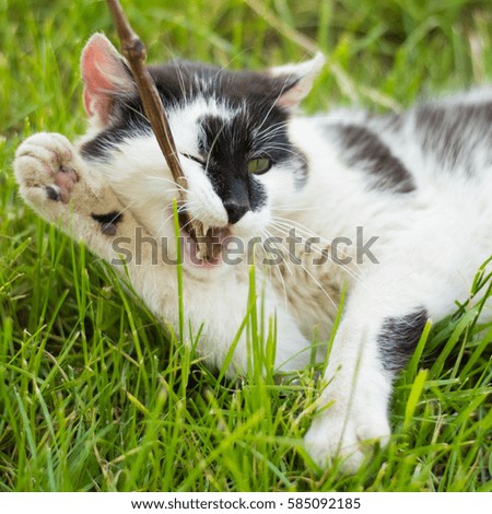 Cute gray cat lying on green grass lawn, shallow depth of field portrait. Gray white cat playing in grass. Selective focus, shallow DOF. Cute  cat playing on the grass.