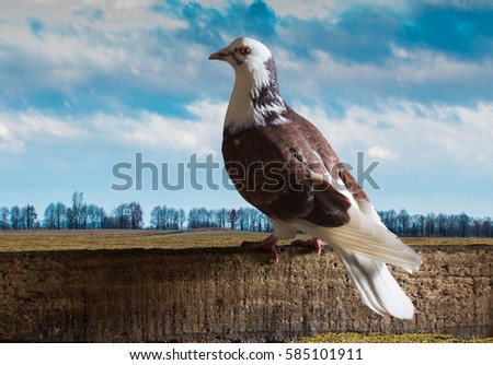 White pigeon. White dove. Close up white pigeon standing alone on autumn field background.