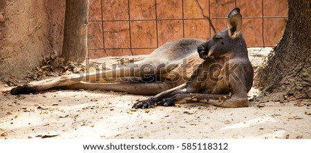 Kangaroo/Animals, mammals have strong legs.