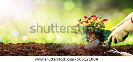 Planting In Garden A Pansy Flower
 Royalty-Free Stock Photo #585121804
