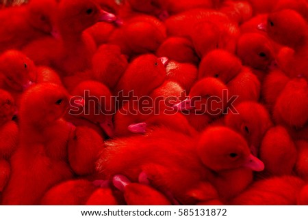 red ducklings sleeping in a heap,poultry, pets, ducks, small animals, young fluffy