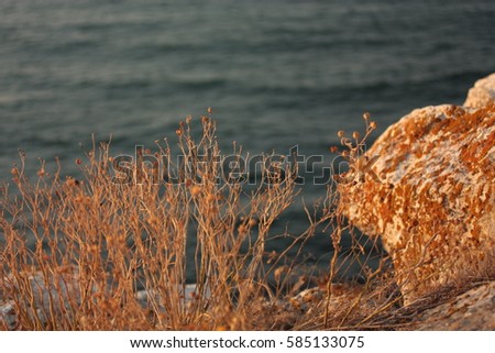 Sea and Grass in Gold Sunset