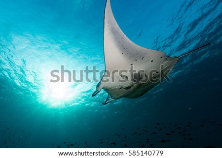 Manta in the blue background while diving maldives