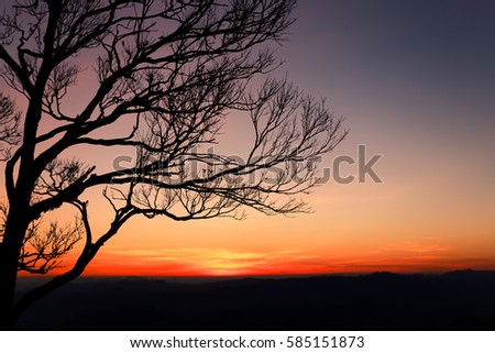 Silhouetted trees without leaves in twilight background, dry tree