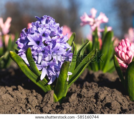 Fresh early spring purple and pink hyacinth bulbs, grown in Land (garden), gladiolus and hyacinth. Flowerbed with hyacinths. Spring Soil