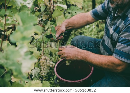 A farmer is harvesting grapes in a vineyard in Kakheti region, Georgia. Toned picture