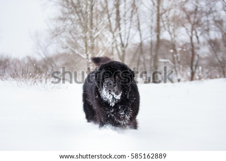 Newfoundland on the road with snowy trees. Dog on walk in the winter. In thoroughbred dogs nose stained snow. Newfoundland playing in the snow.