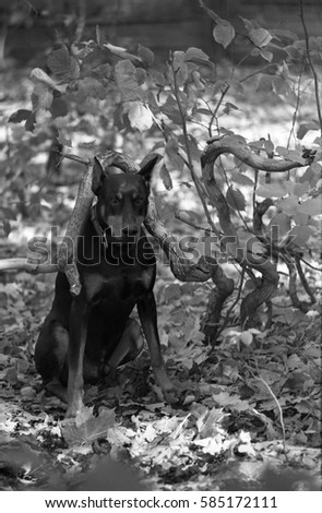 Doberman Pinscher sitting on the leaves under curved branch
