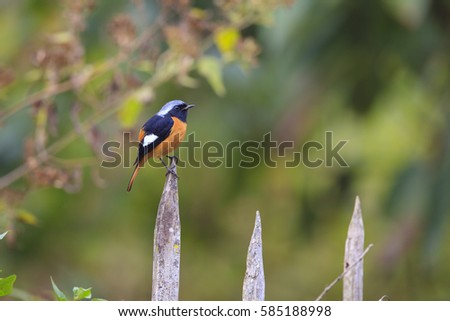 Daurian Redstart (Phoenicurus auroreus) beautiful passerine bird with orange belly and silver head from temperate Asia and Japan, exotic nature