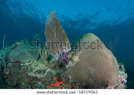 Reef Ledge Composition picture taken in Broward County, Florida