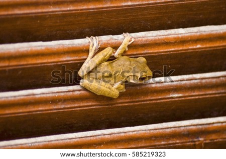 Frog with woodden door