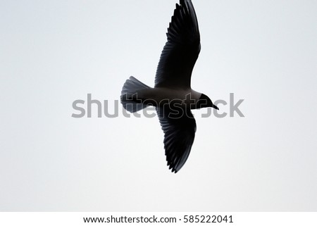 Black-headed Gull (Larus ridibundus) close-up on the lake