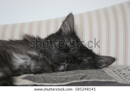 beautiful gray cat closeup sleeps on the couch