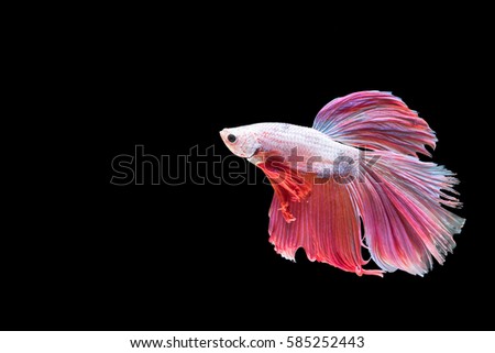 Betta fish, moving moment of Siamese fighting fish isolated on black background, fighting fish.