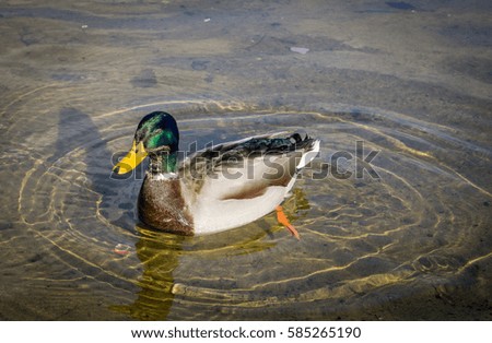 Duck in a pond