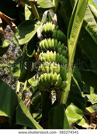 Thai Bananas on a banana tree.