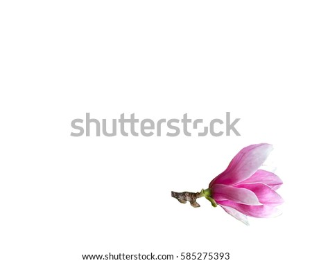 Beautiful pink magnolia flower isolated on white background