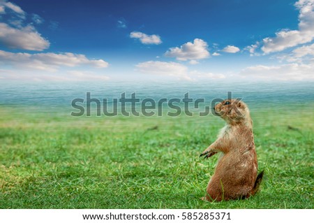 Ground squirrel standing on the lawn watching the sea on a beautiful blue sky.
