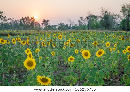 Blooming sunflowers on sunset