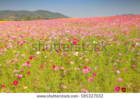 Field of flower