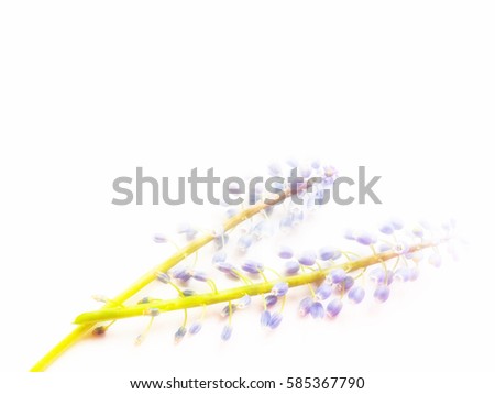 Blurred of Colorful blue purple Muscari flowers isolated on white background 