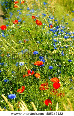 a beautiful view of a field with wild poppy flowers and cornflowers and grass landscape