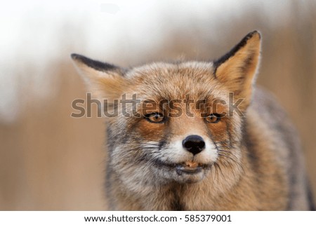Smiling Red Fox Close Up