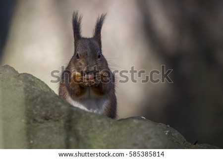 Red squirrel (Sciurus vulgaris) eats hazelnut on a rock